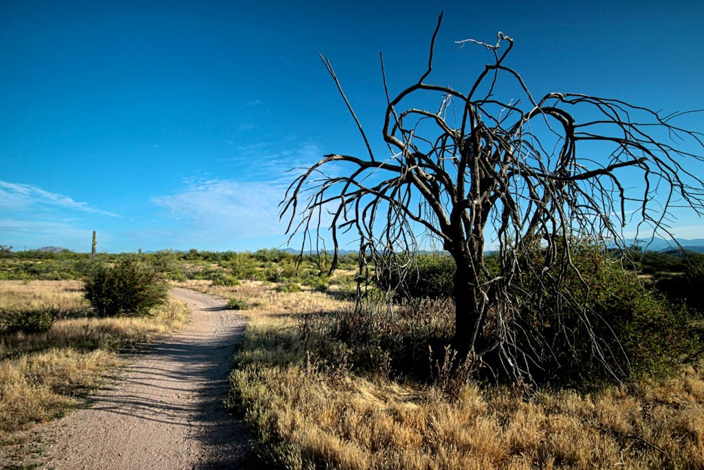 hiking the saguaro loop trail in the mcdowell sonoran preserve in Arizona, North America, USA