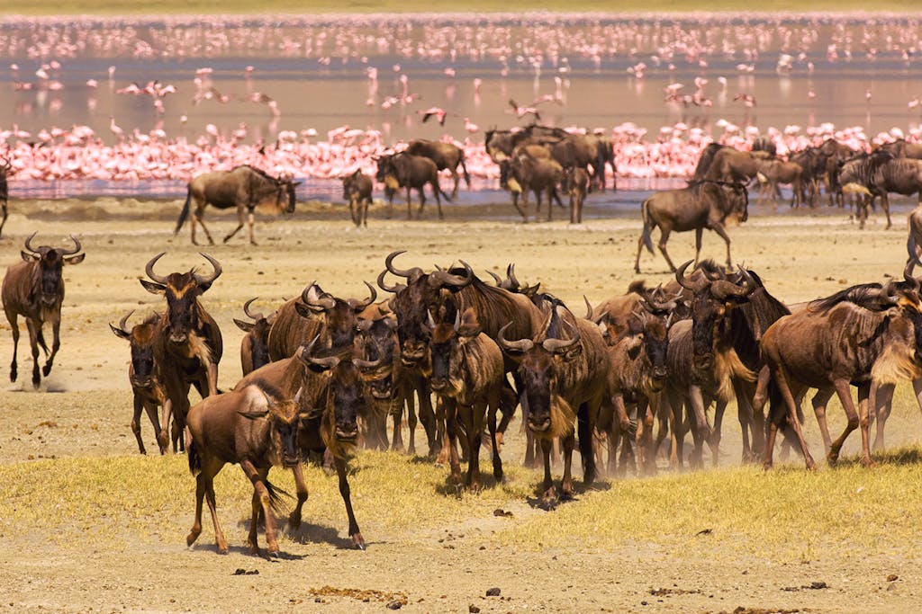 Large numbers of blue wildebeest (gnu), Ngorongoro Crater, Ngorongoro Conservation Area, Tanzania