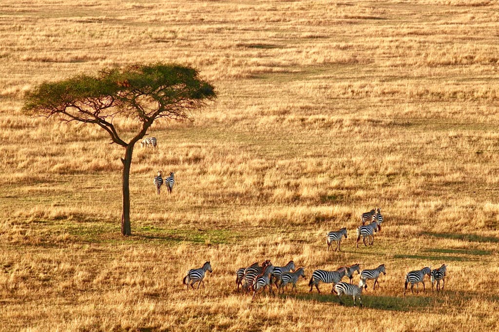 Herd of zebras grazing in yellow wilderness in the safari in Tanzania, Africa