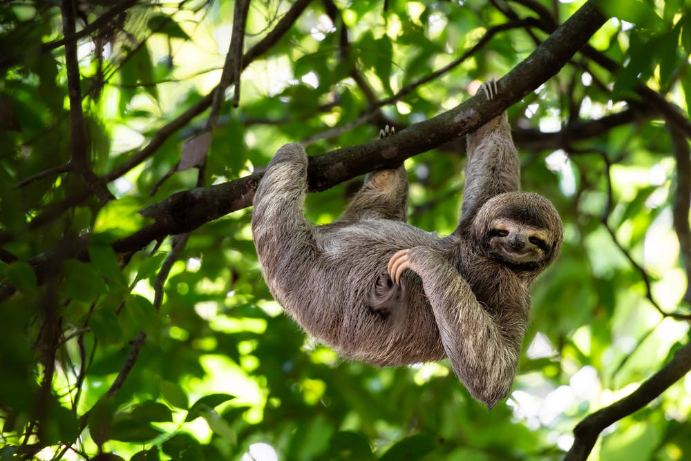 Cute sloth, a Costa Rica wildlife, is hanging on a tree branch with a funny look on his face