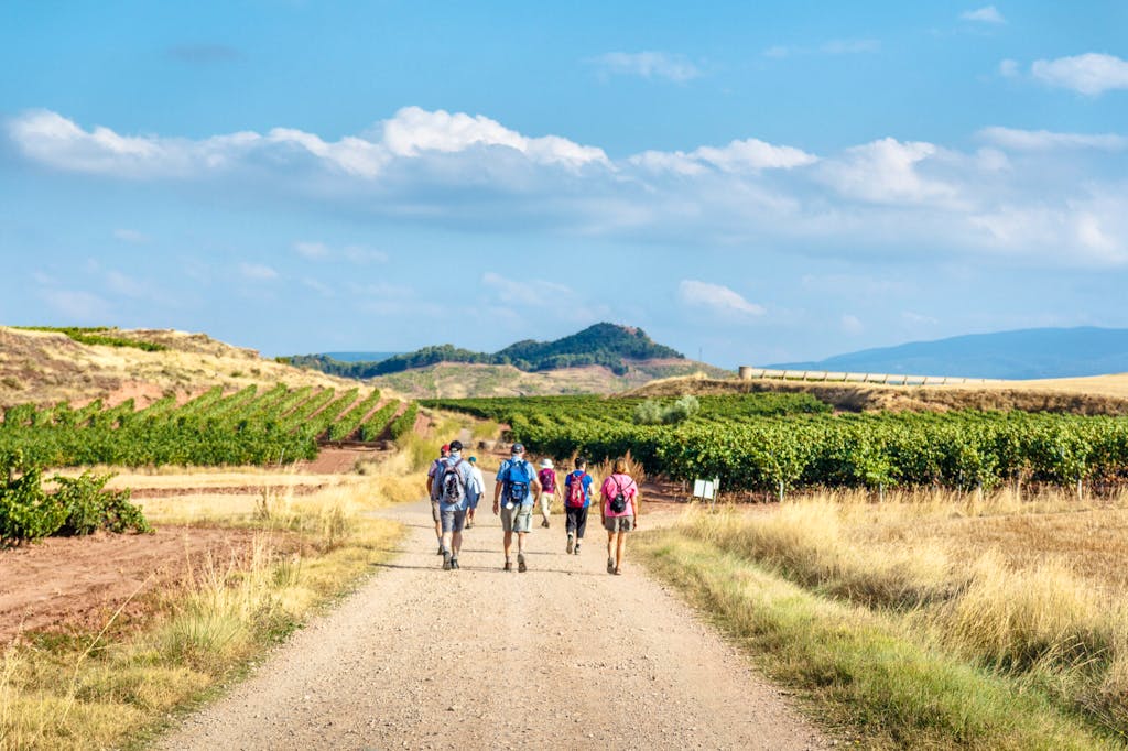 A group of pilgrims walking the Camino de Santiago trail along vineyards in Spain