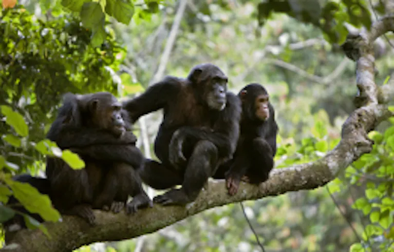 Spotting family of chimpanzees in Bwindi Impenetrable Forest in Uganda, Africa, during a game drive