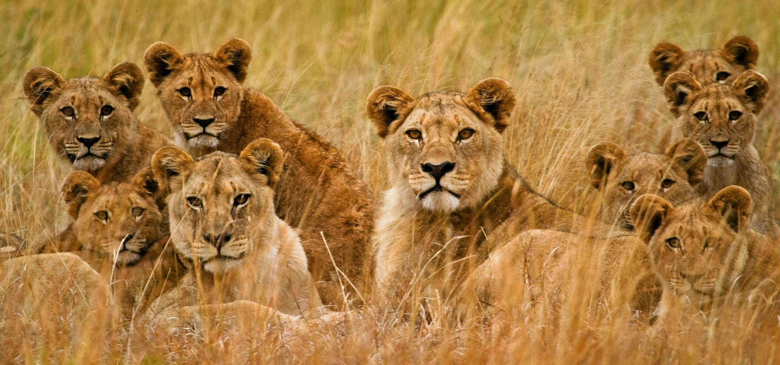 Family of African Lions looking very alert on the Serengeti plains in Tanzania, Africa