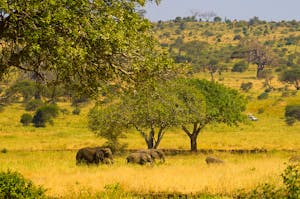 A herd of African elephants, Tarangire National Park, Tanzania