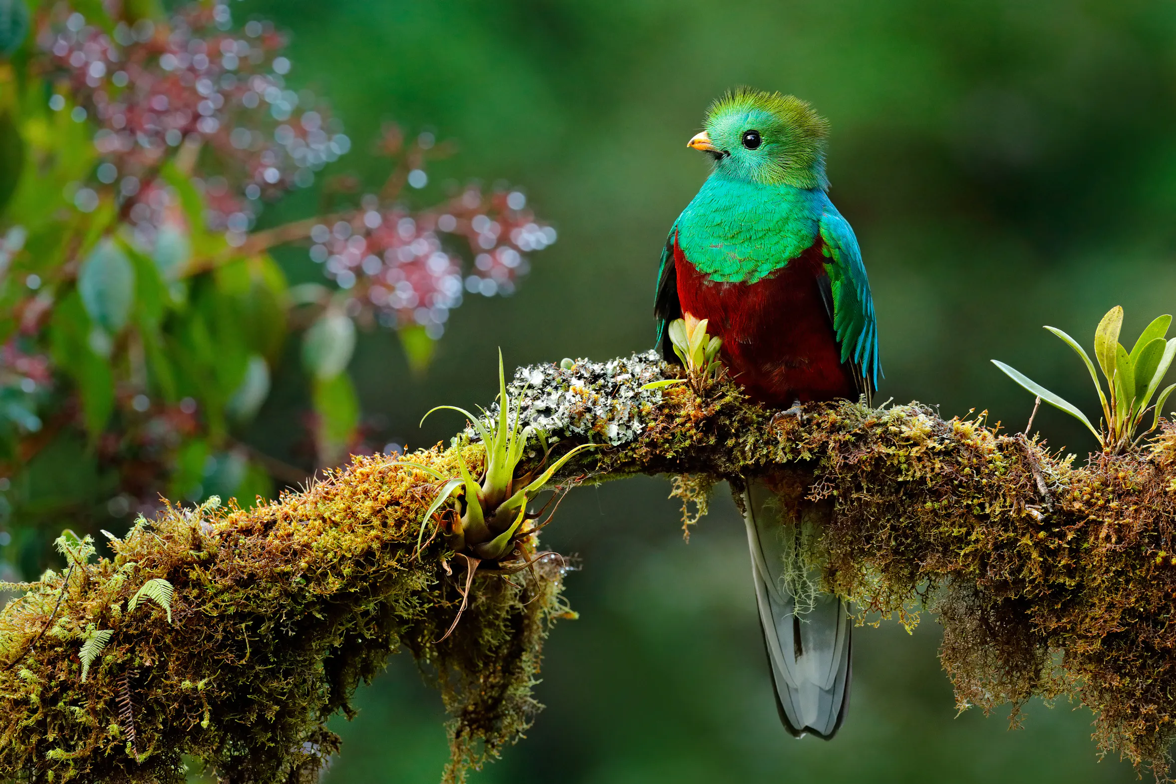 Beautiful bird in nature tropic habitat. Resplendent Quetzal, Pharomachrus mocinno, Savegre in Costa Rica, with green forest background. Magnificent sacred green and red bird.
