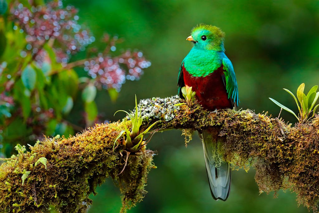 Beautiful bird in nature tropic habitat. Resplendent Quetzal, Pharomachrus mocinno, Savegre in Costa Rica, with green forest background. Magnificent sacred green and red bird. 