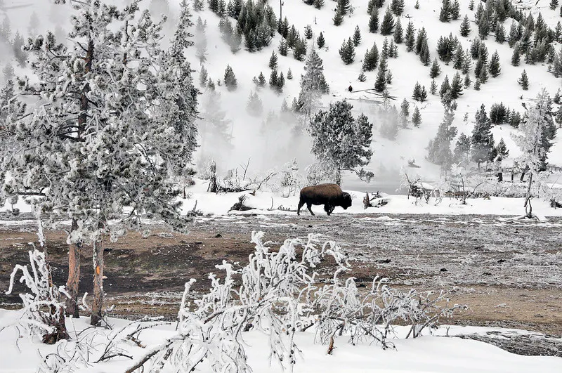 bison peeking out from snow in Wyoming in Yellowstone National Park