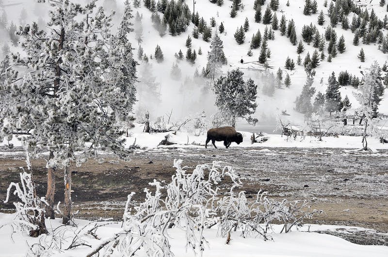 bison peeking out from snow in Wyoming in Yellowstone National Park