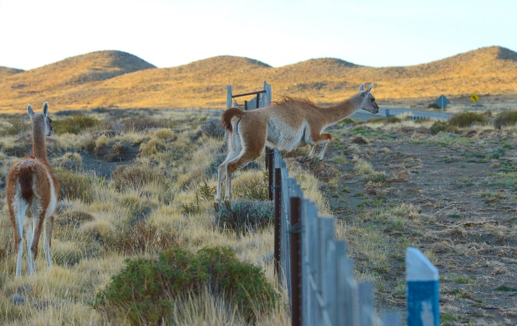 discovering guanacos on the way to Torres del Paine National Park in Argentina, Latin America