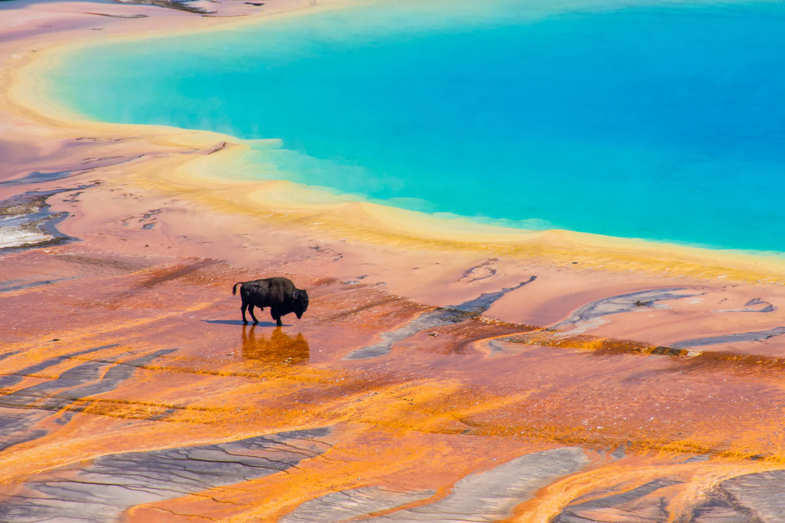 A lone bison stands near the vibrant, multi-colored edge of a hot spring with bright blue water, likely at Yellowstone National Park.