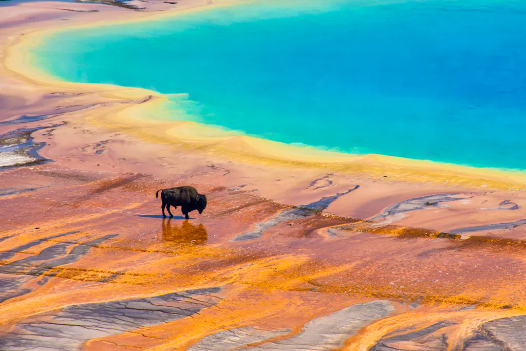 A lone bison stands near the vibrant, multi-colored edge of a hot spring with bright blue water, likely at Yellowstone National Park.