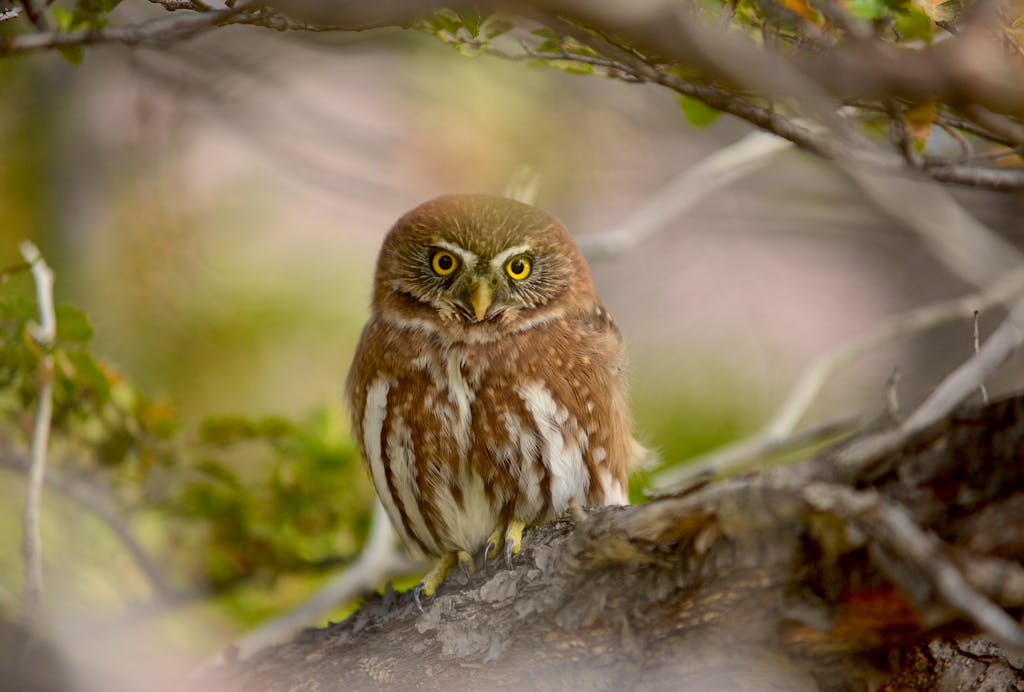 a small brown owl hiding in the tree in a Patagonia hiking tour in Latin America