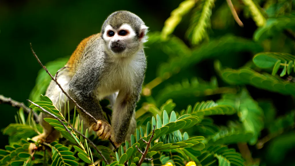 A squirrel monkey sits on a leafy branch, surrounded by green foliage.