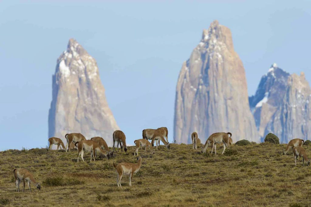 hiking trails in Patagonia with close ups of Guanacos wildlife in Chile, South America