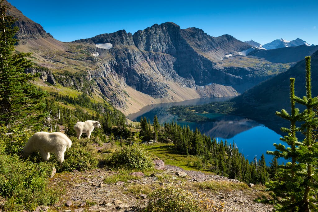 hidden lake and goats grazing in Glacier National Park in Montana, USA