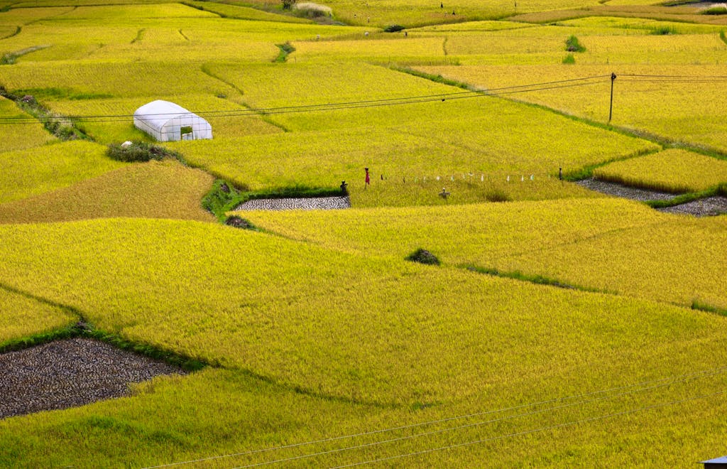 trekking through rice fields to reach traditional villages amidst scenery in Laos, Asia