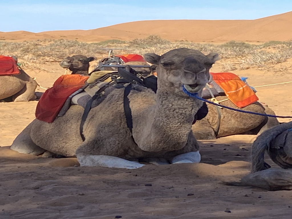 enjoy a legendary Saharan journey and go on camel back in Sahara desert in Morocco, Africa