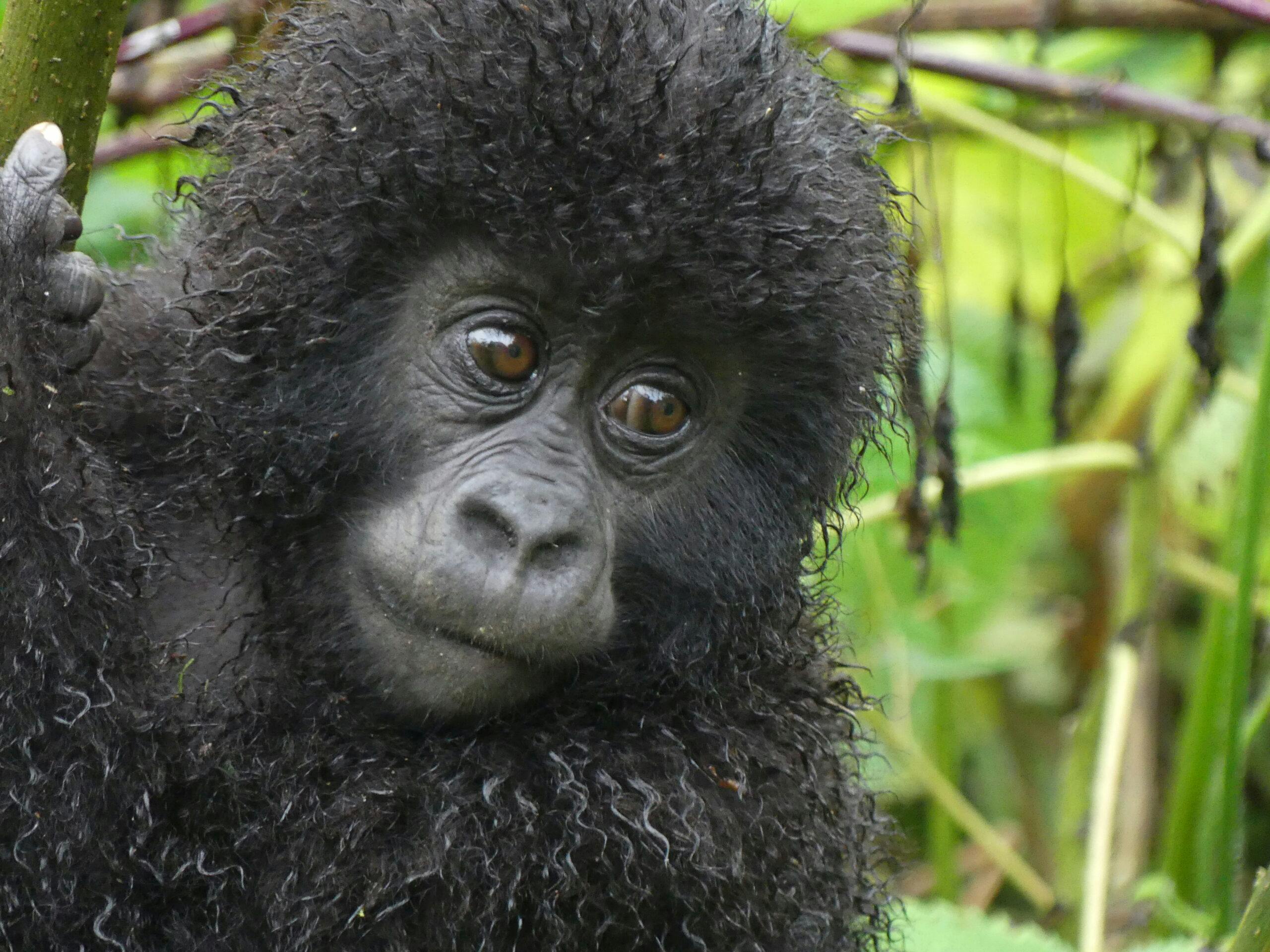 encountering baby gorilla in Bwindi Forest while gorilla trekking in Rwanda, Africa