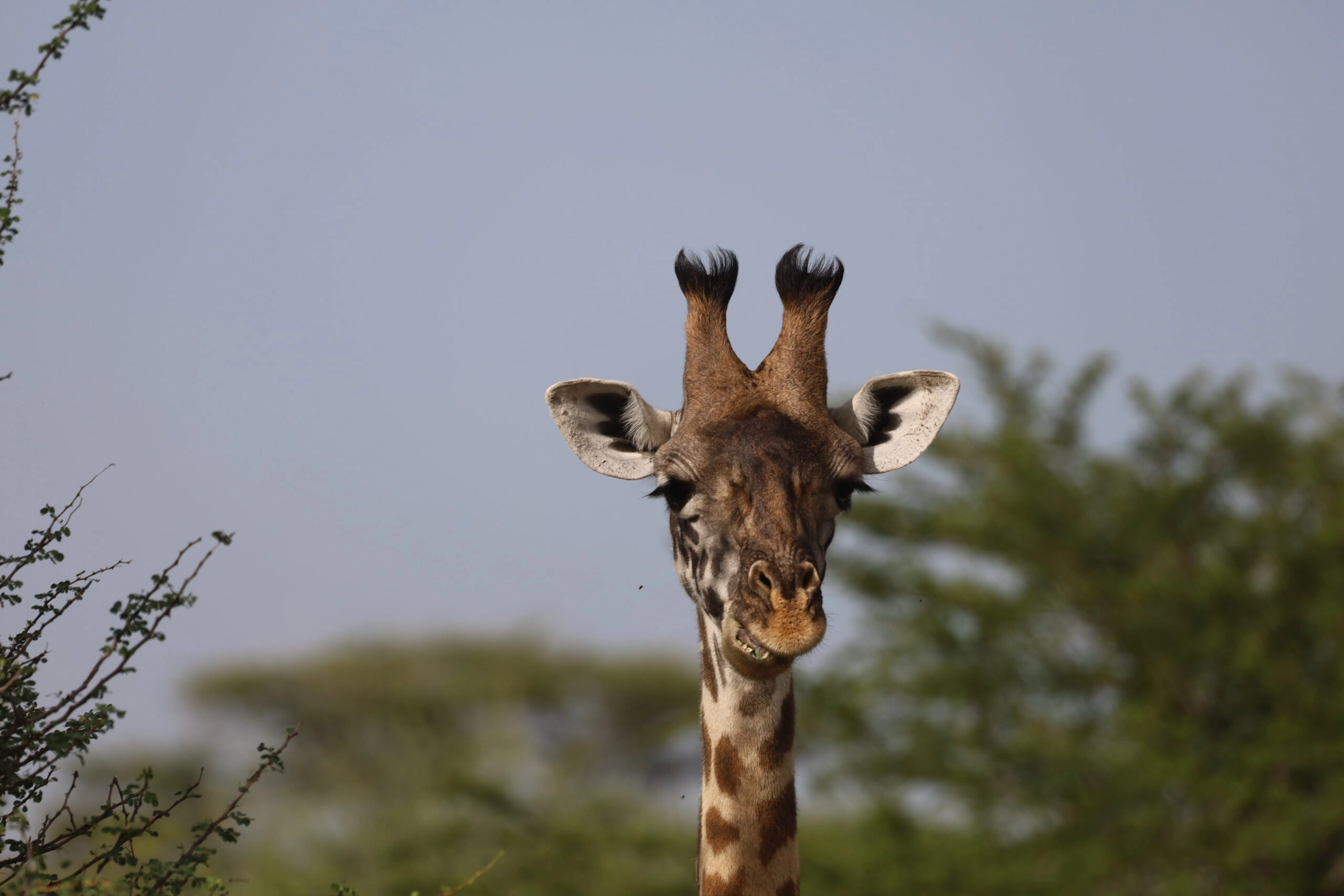 encountering a curious young giraffe during Climb Kilimanjaro trek in Tanzania, Africa