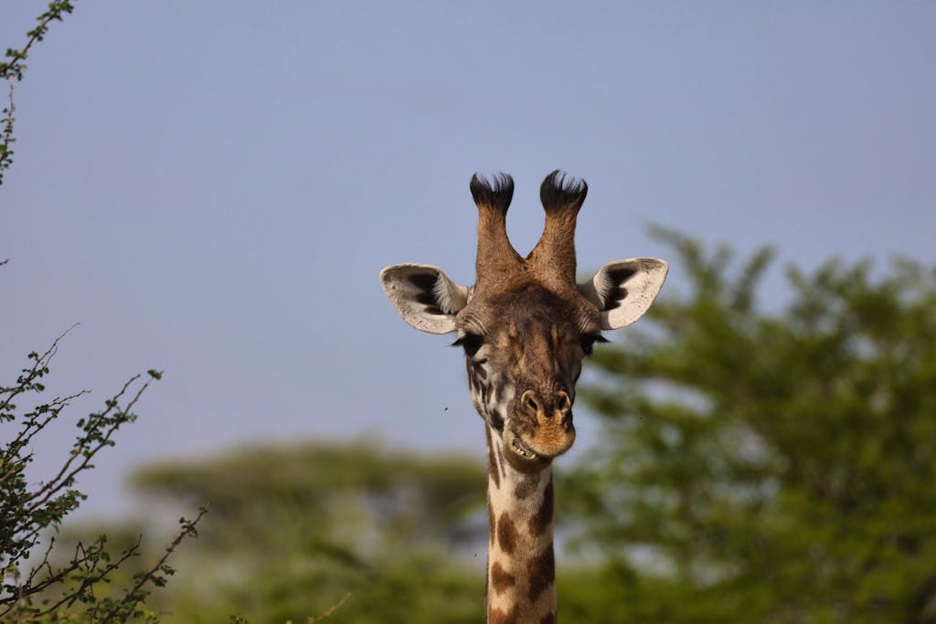 encountering a curious young giraffe during Climb Kilimanjaro trek in Tanzania, Africa