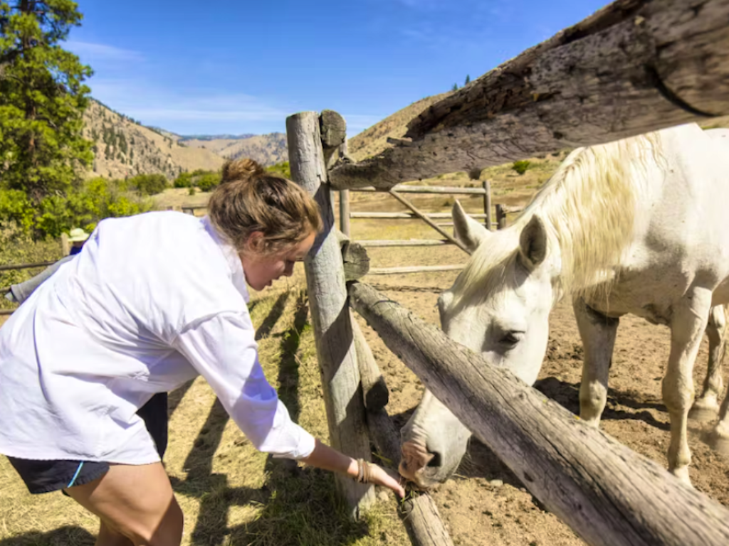 female feeding white horse at ranch in Middle Fork, in Idaho