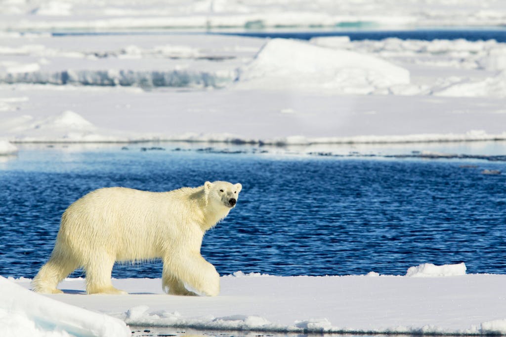 watching white polar bear walking on iceberg in Spitsbergen, Norway in a summer trip
