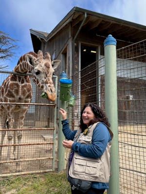 A person stands next to a fenced enclosure, feeding a giraffe that is reaching its head over the fence. An open building is visible in the background in San Francisco Zoo, San Francisco, California