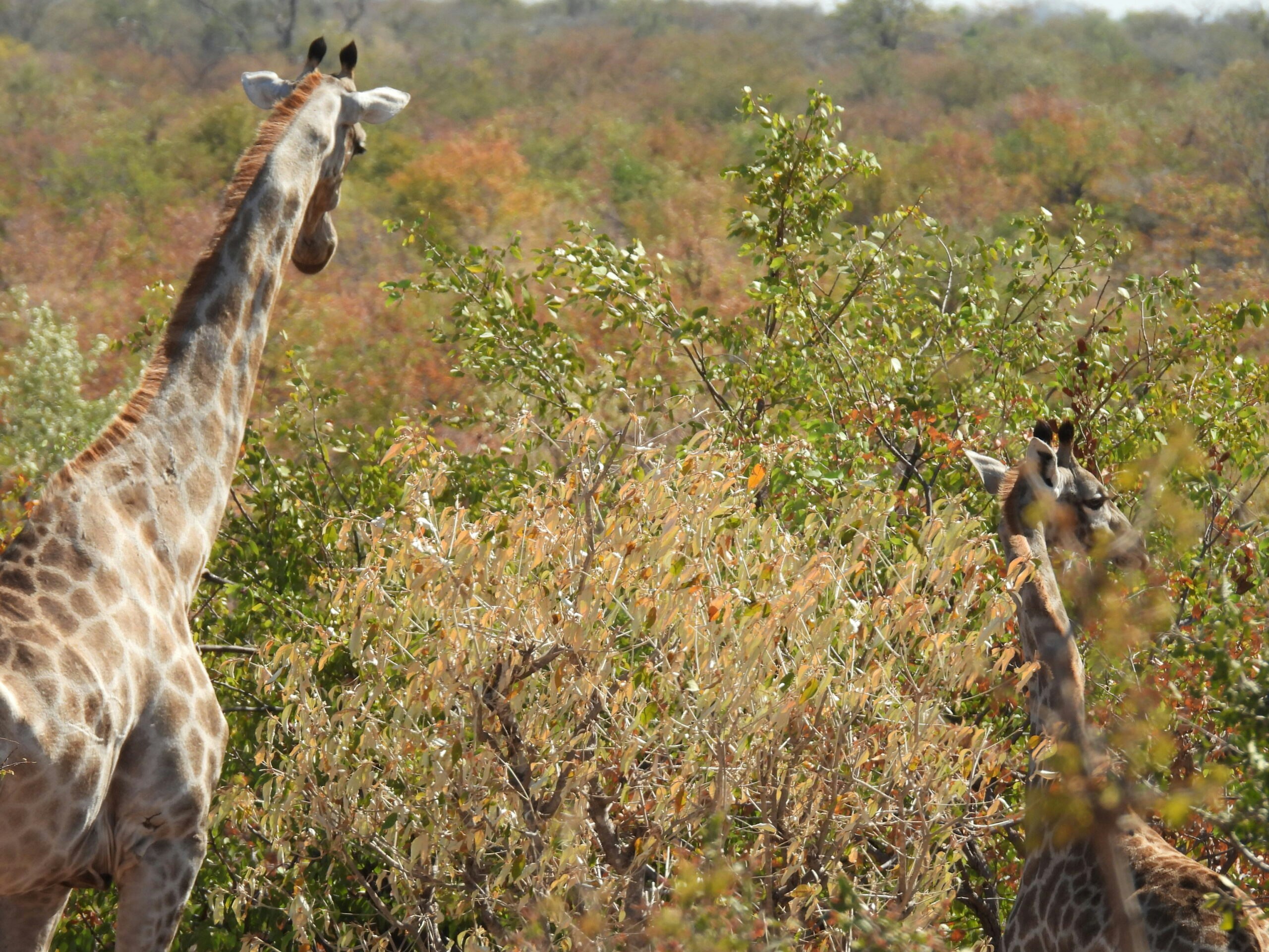 wild giraffe grazing behavior in wilderness in Hwange National Park in Zimbabwe