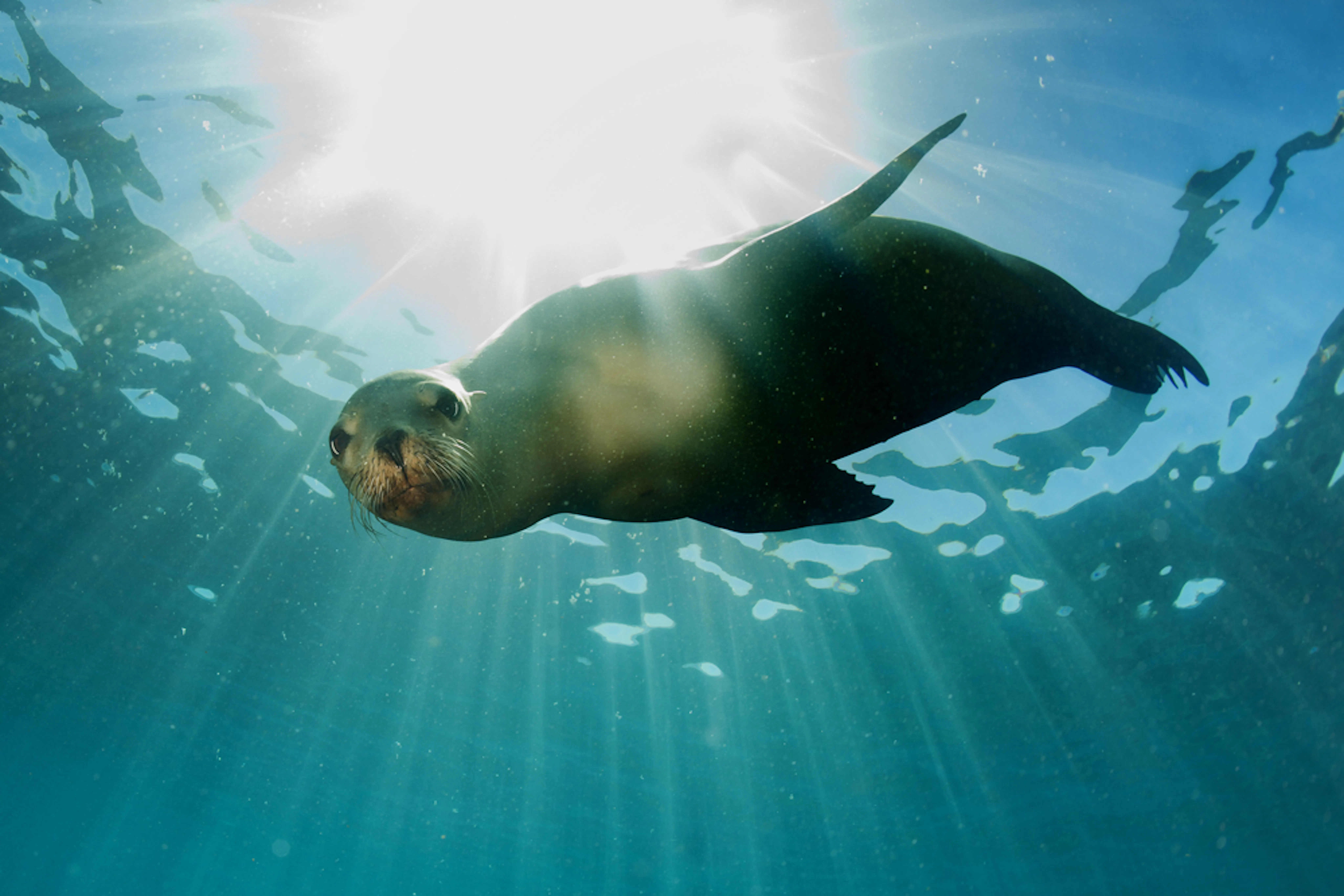 Galapagos seal swimming in ocean in wintertime