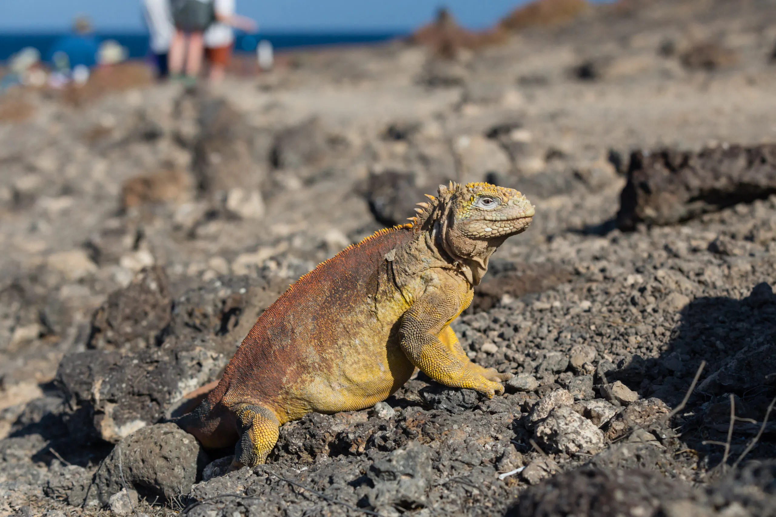 Galapagos Iguana on South Plaza Island, Ecuador