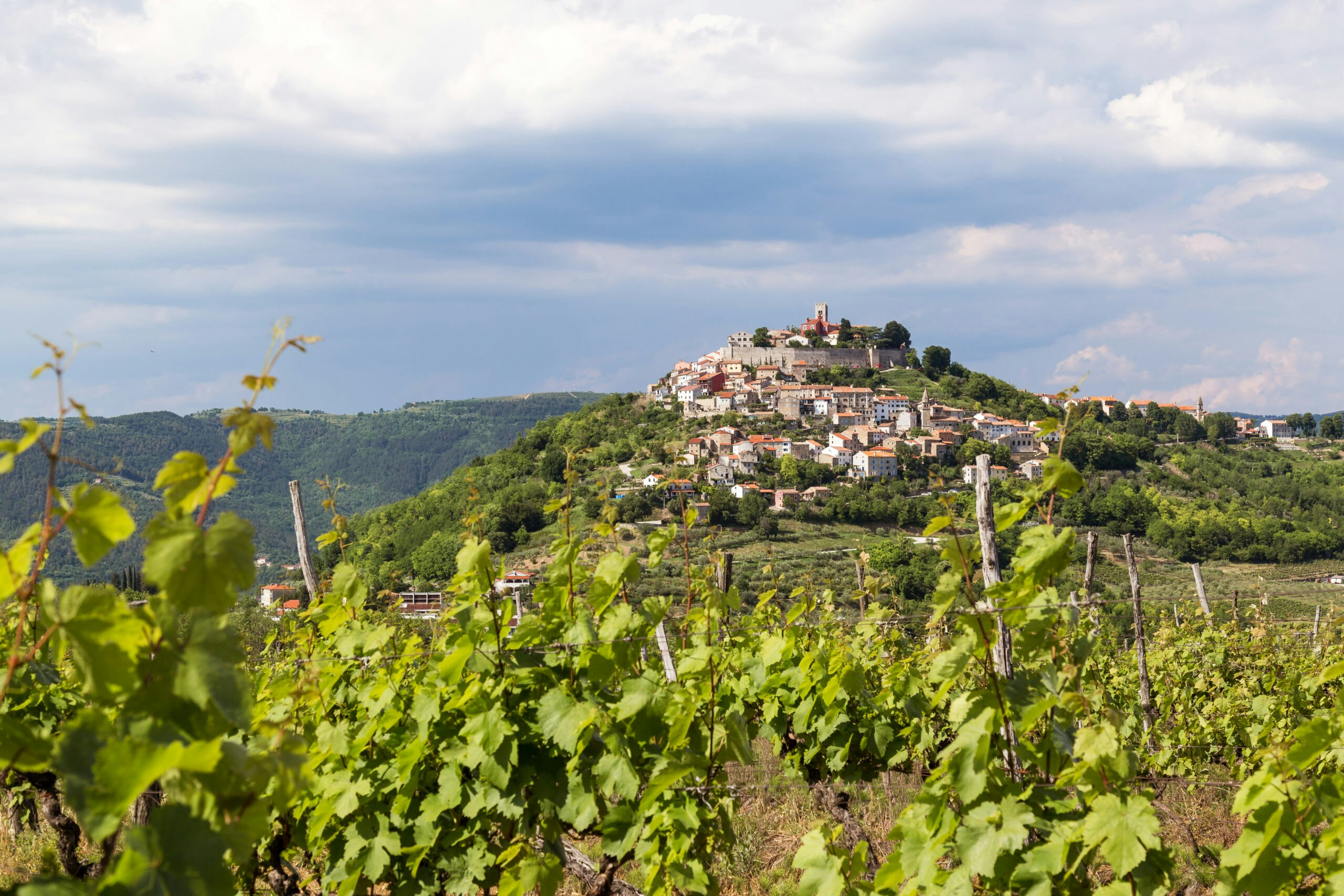 vineyards in village of Motovun, Croatia in Europe