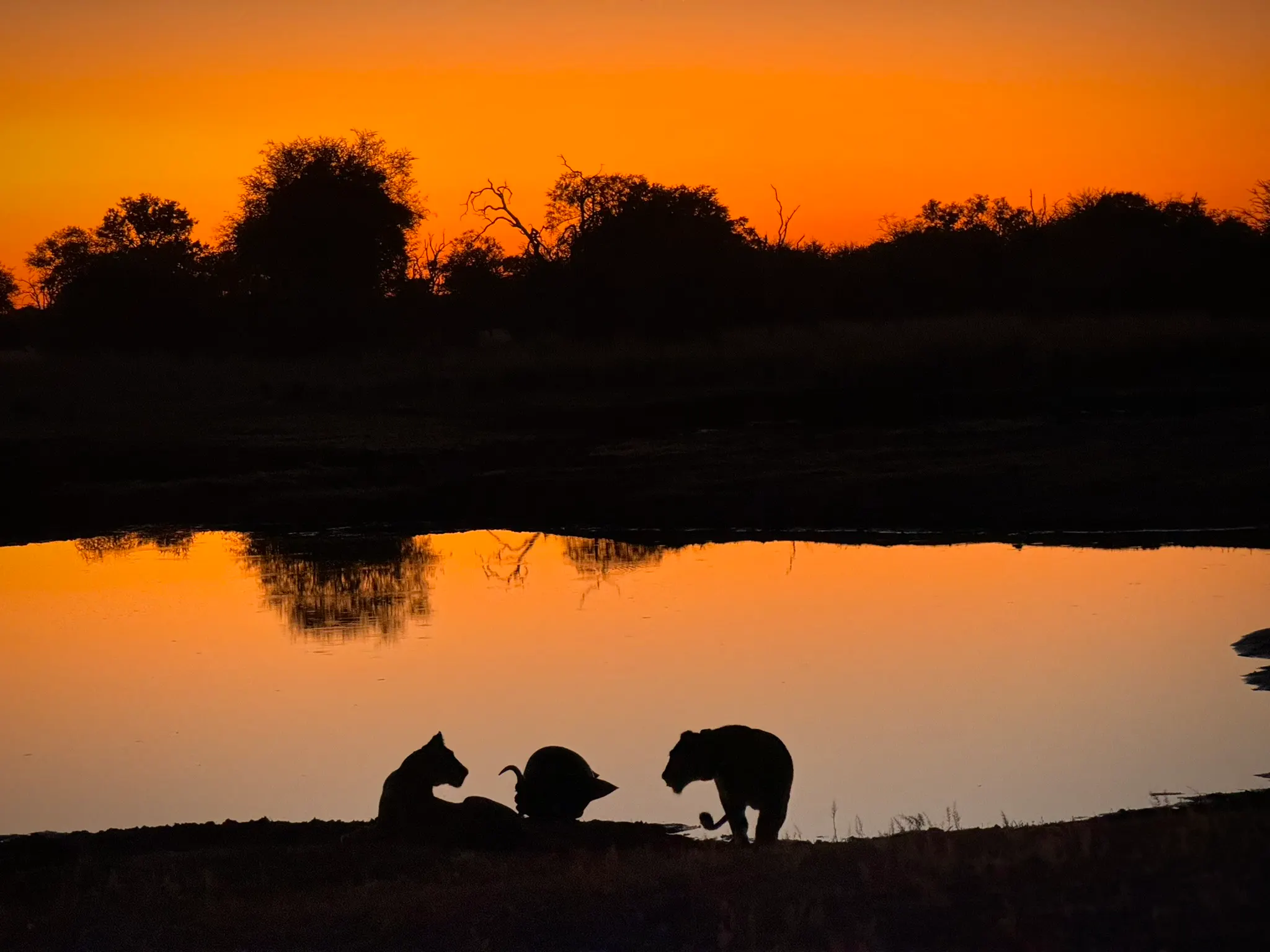 spotting wildlife during night drive in Zimbabwe safari