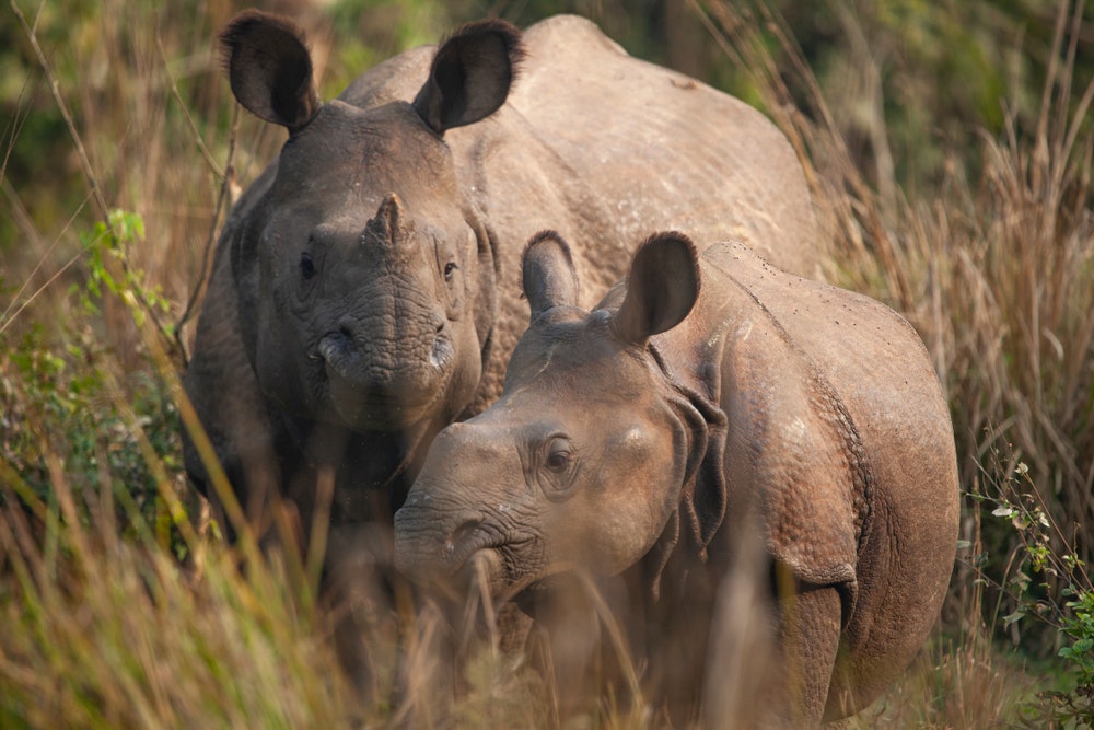 mother and baby rhino in Chitwan National Park in Nepal