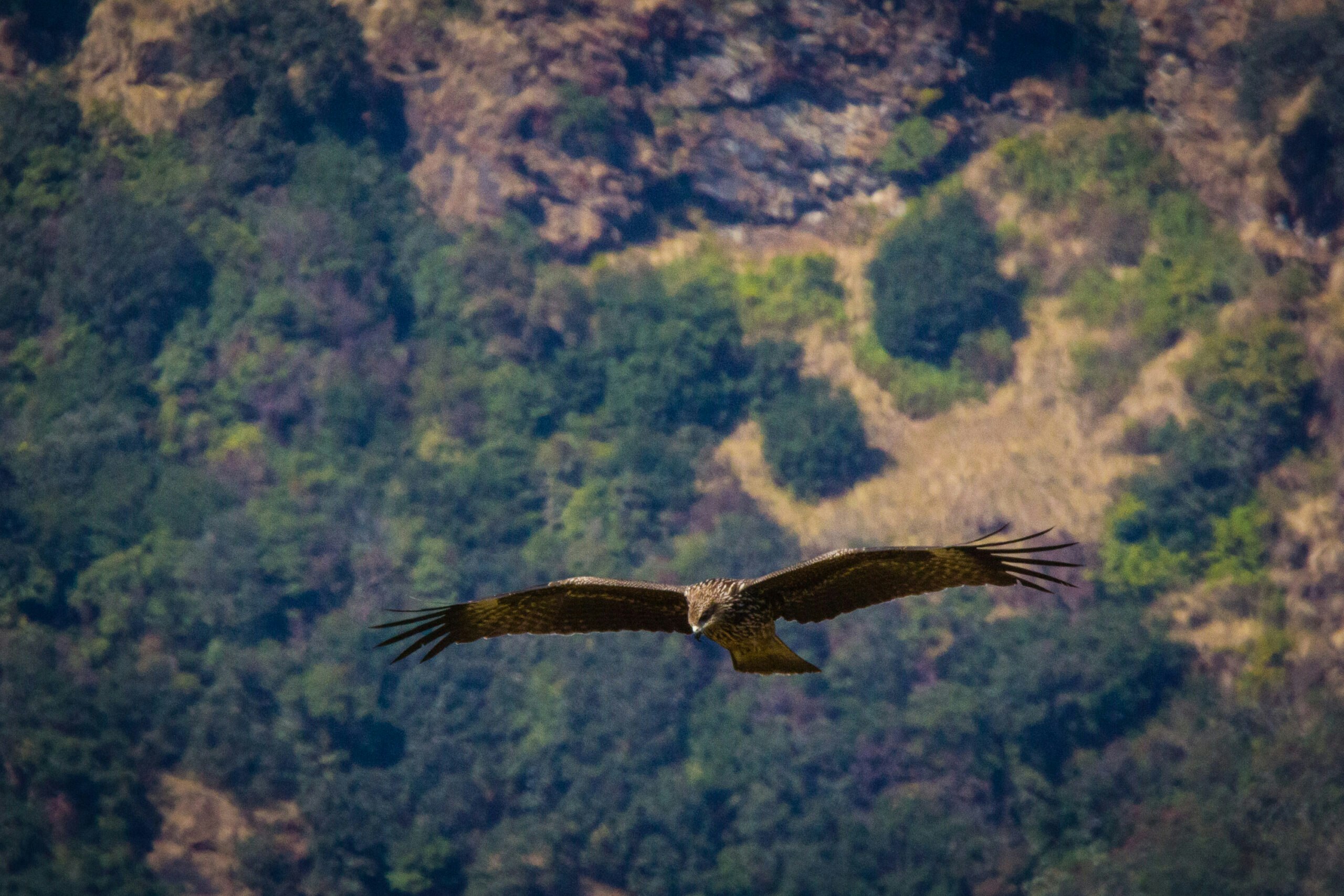 black kite flying while hiking in Nepal - spotting wildlife