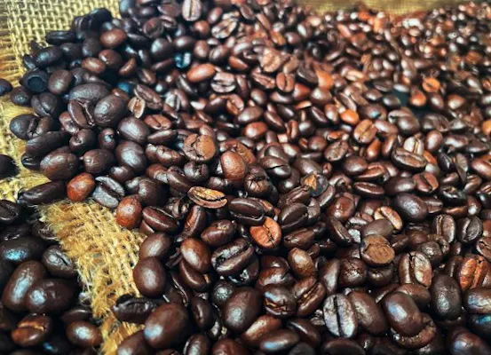 coffee beans in costa rica