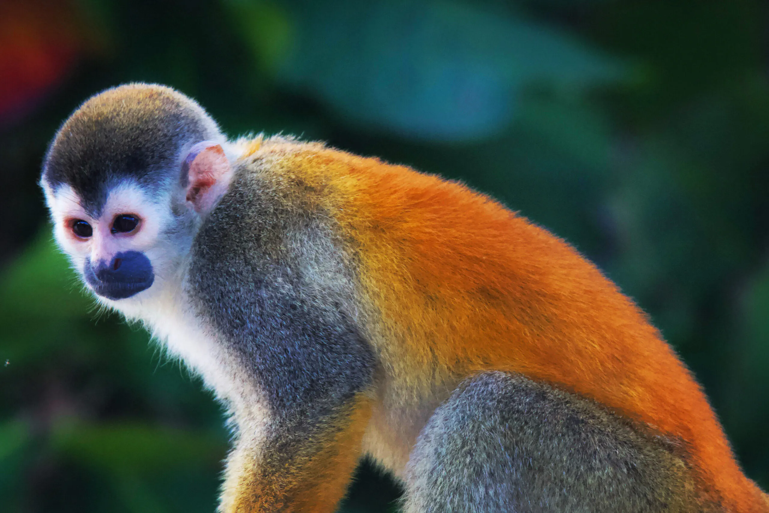 see monkeys on hanging bridges in Costa Rica tropical rainforest