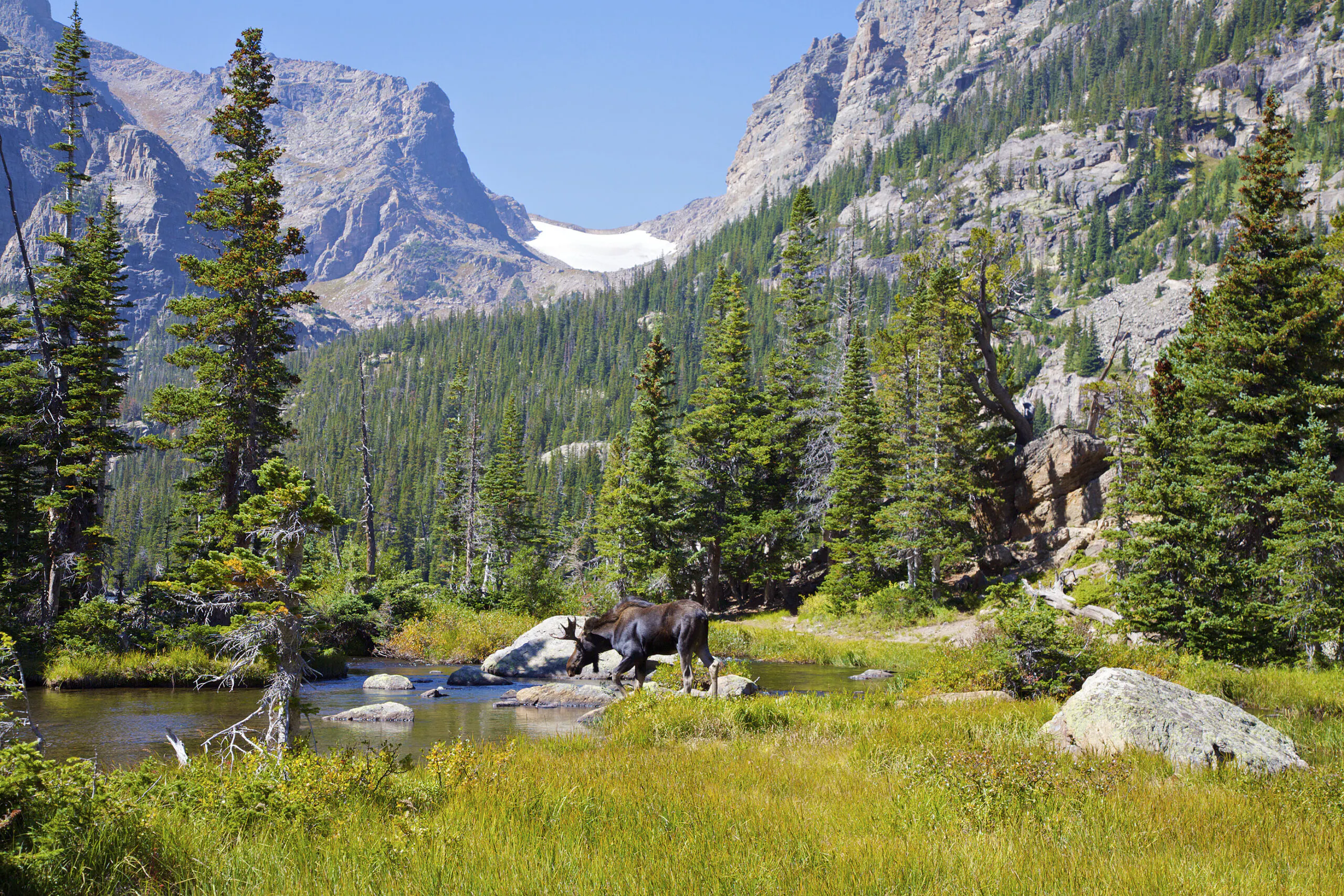 Canadian rockies forests and wildlife conservation efforts