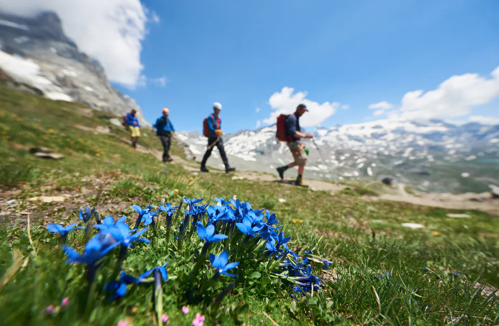 Selective focus of blue alpine flowers, group of four tourists walking with trekking equipment and beautiful mountains on background. Mountain hiking, people reaching peak.