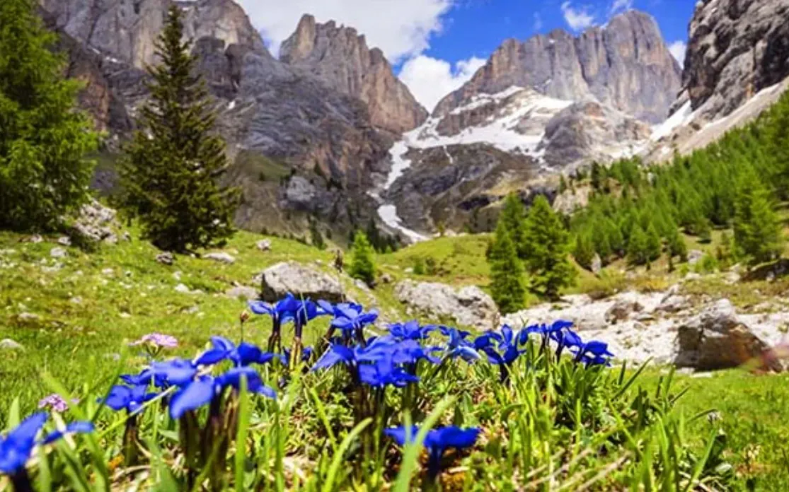 Dolomites with wildflowers