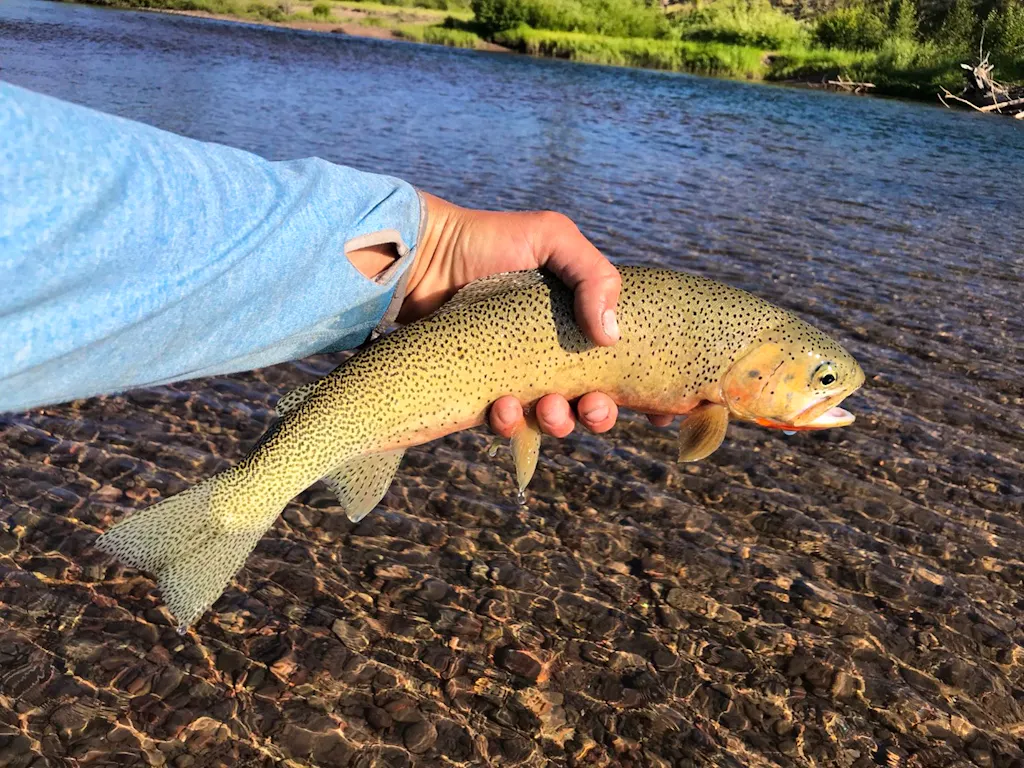 fly fishing cutthroat trout in Middle Fork of the Salmon River in Idaho