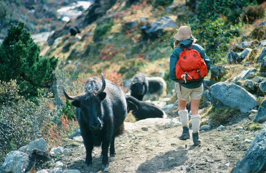 beware of the yak's long horns