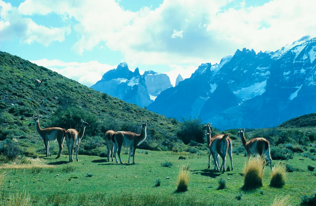 guanacos wildlife in Paine