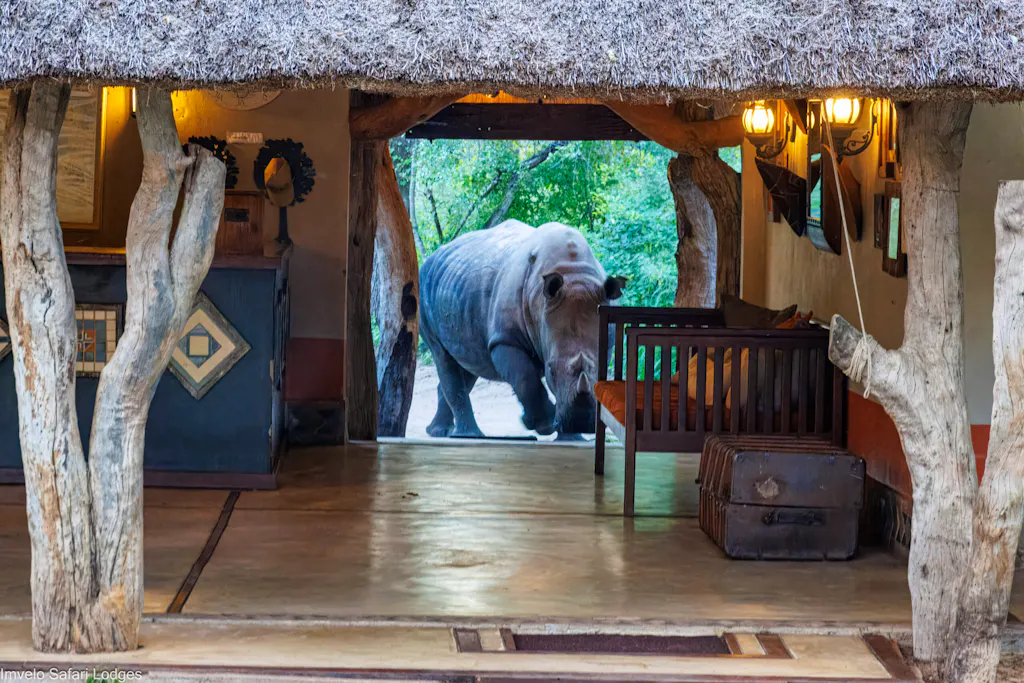 white rhino visiting camelthorn lodge in africa