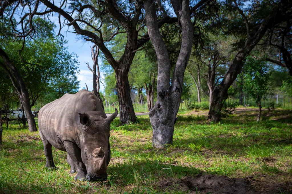 Kusasa one of the white rhino siblings cared for by Imvelo Safari Lodges in Africa