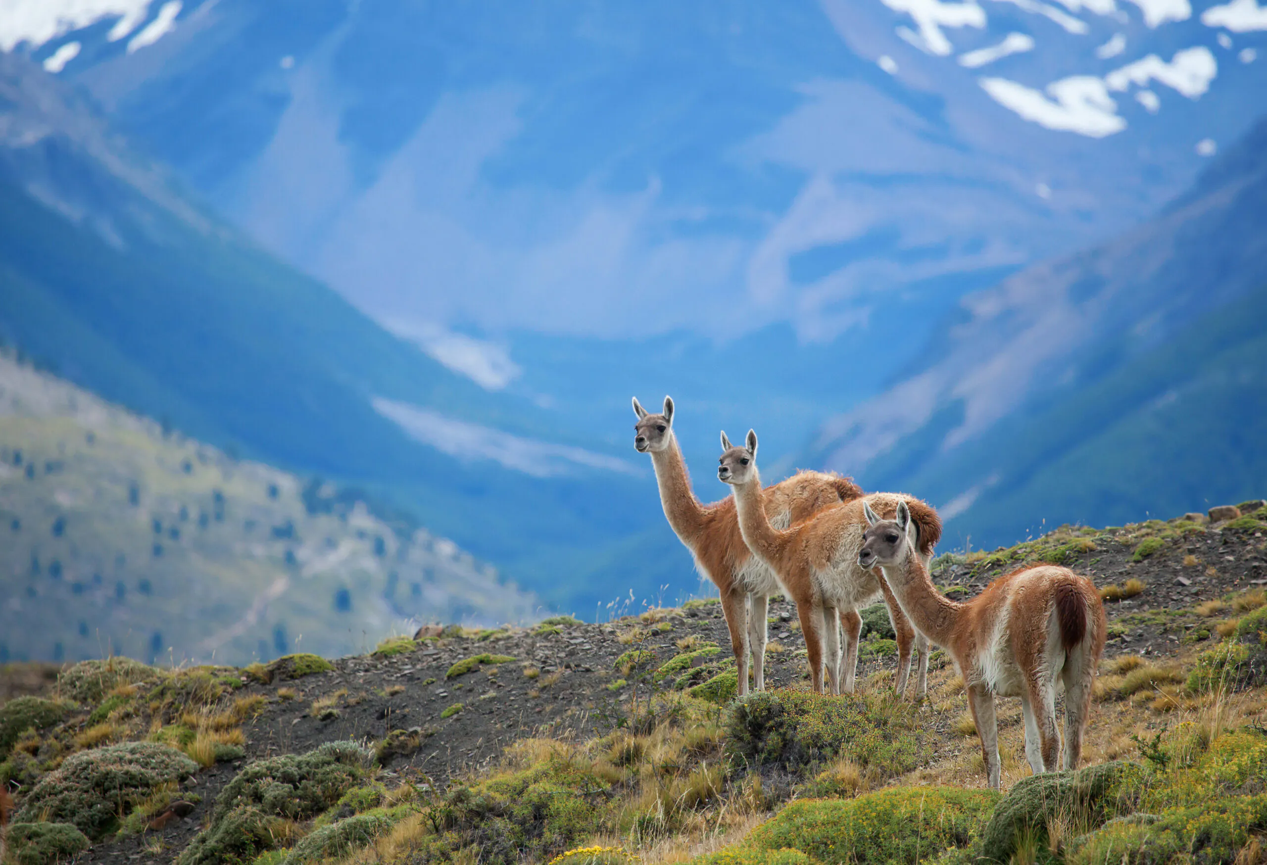 Three guanacoes in Torres del Paine national park. Chile. RF stock.