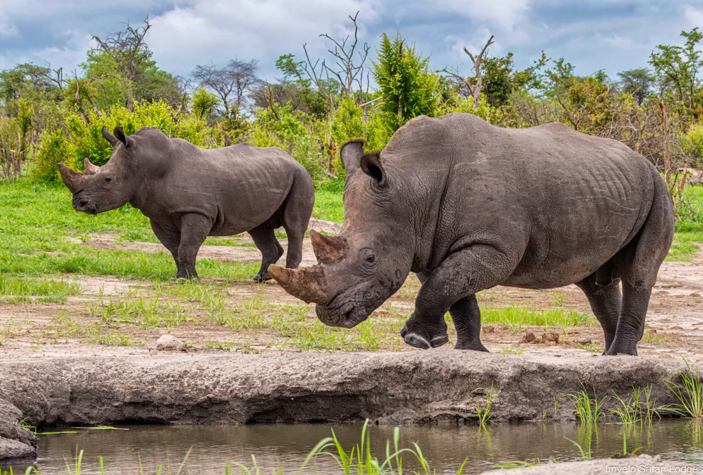 rhinos at sanctuary in africa