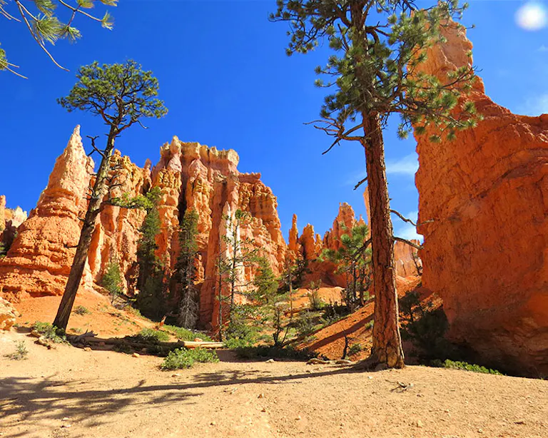 2 pine trees in Bryce Canyon with orange and brown hoodoos in the background