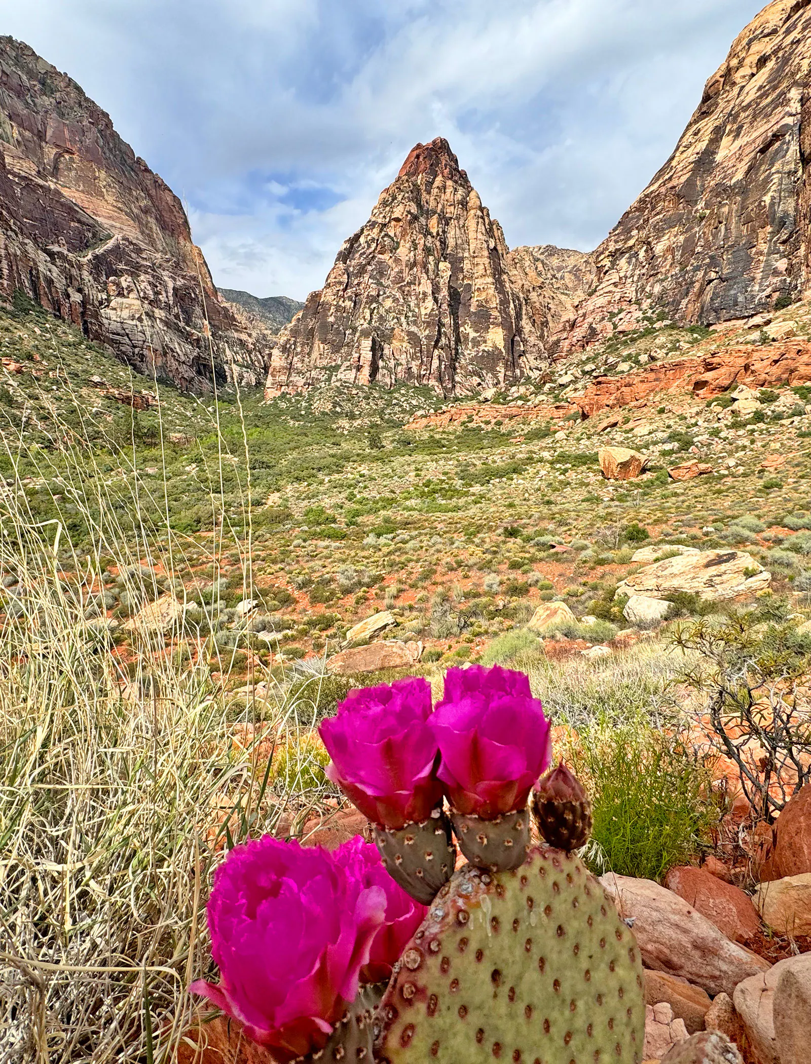 Blooming prickly pear cacti in Red Rock National Monument in spring, Nevada