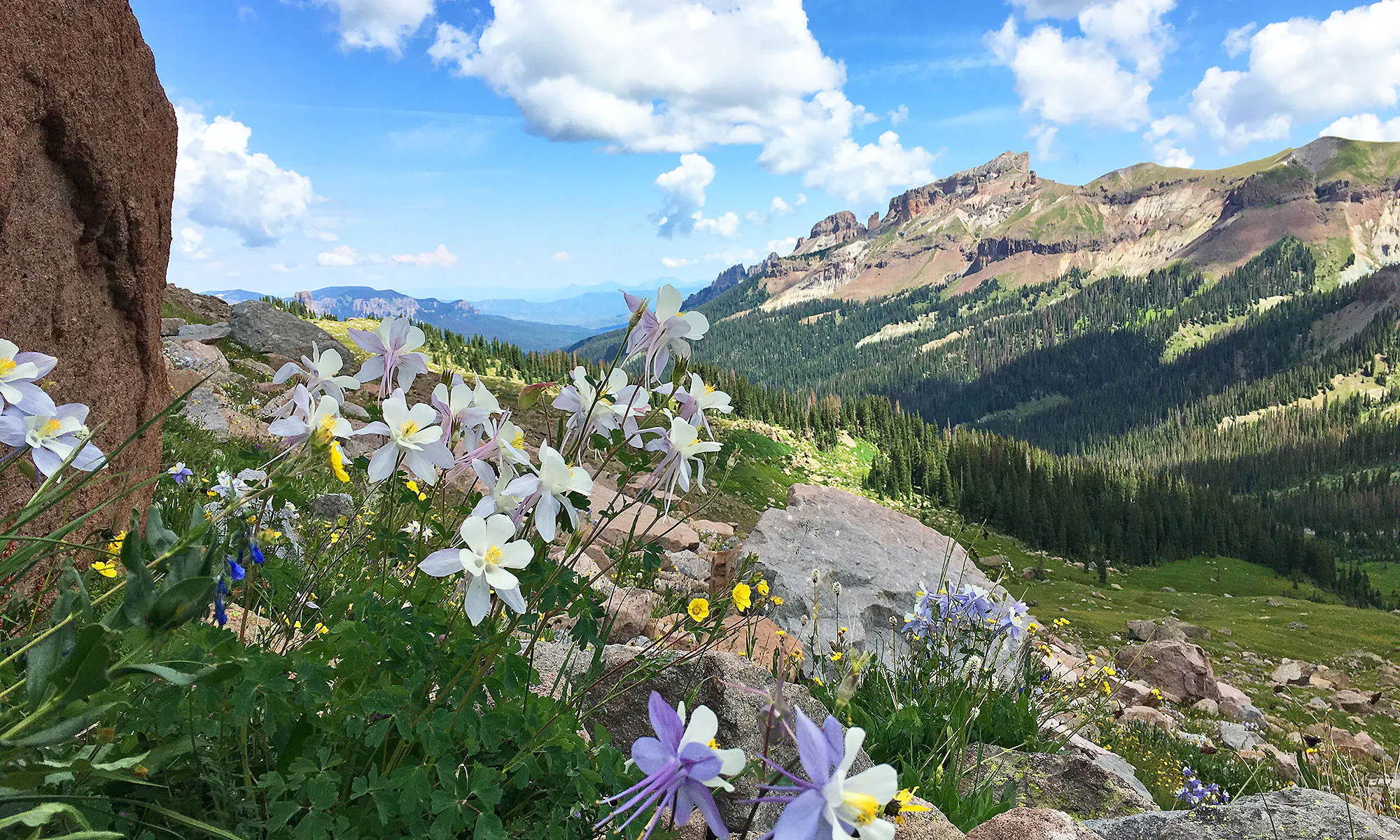 Wild columbines and alpine meadows in the Rocky Mountains