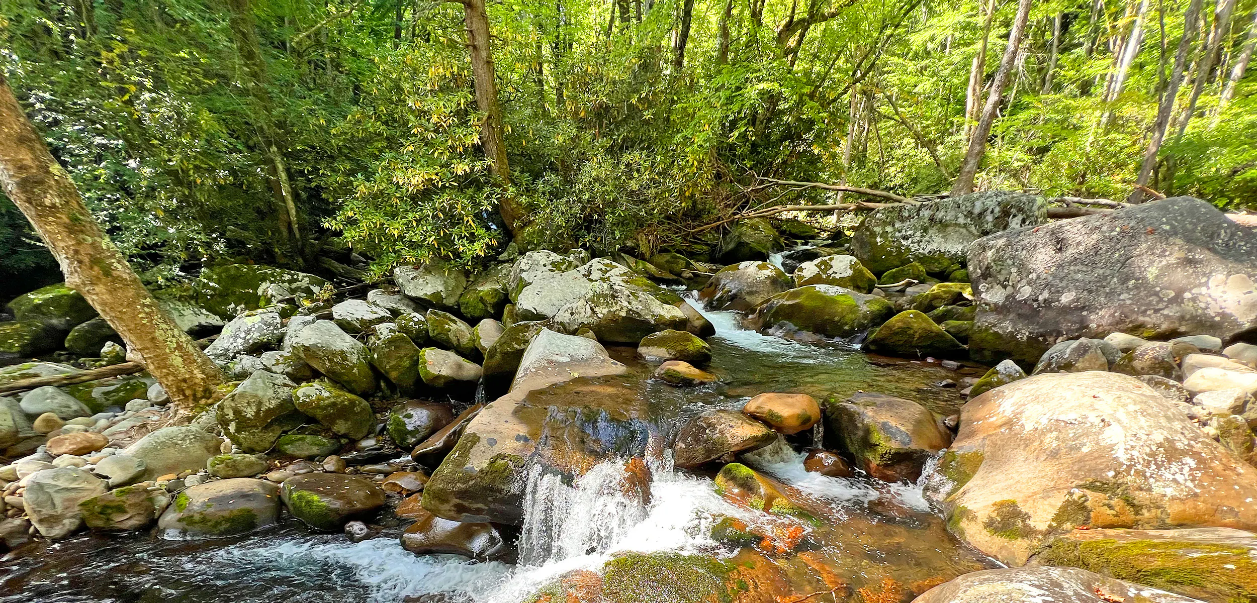 Pristine mountain creek flowing over cacades in lush forest in Great Smoky Mountains National Park